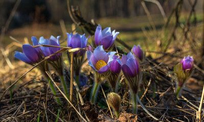 pasque-flower (An&eacute;mone p&aacute;tens) is a perennial herb. one of the first spring meadow flowers.