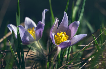 pasque-flower (An&eacute;mone p&aacute;tens) is a perennial herb. one of the first spring meadow flowers.