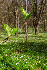 Obraz premium Budding green leaves on a branch in a forest