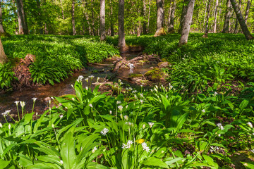 Fototapeta premium Wild garlic at a stream in a woodland