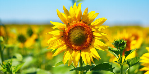 bright yellow sunflower on a green stem against a blue sky