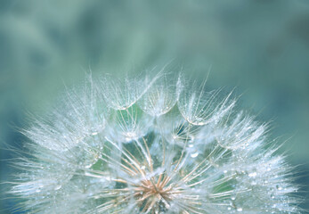 Dandelion with raindrops on a cyan background.