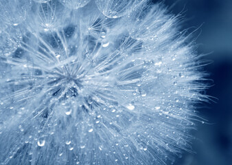 Dandelion in blue tones with raindrops.