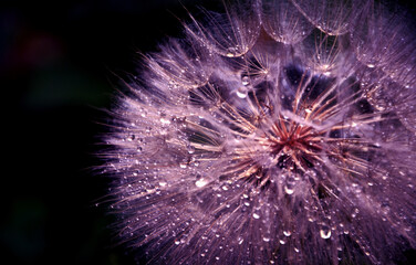 Dandelion flower with sparkling raindrops.