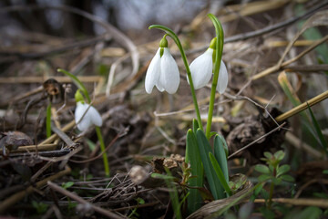 Snowdrop flowering in spring meadow. Galanthus elwesii closeup.