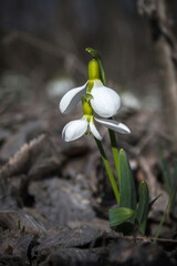 Obraz premium Elwes's snowdrop blooming in spring field.
