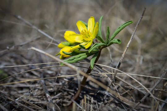 Leontice blooming in spring field. Gymnospermium odessanum closeup.