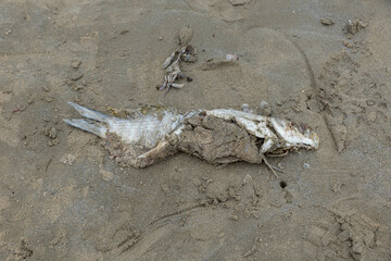 Dead fish on the seaside
