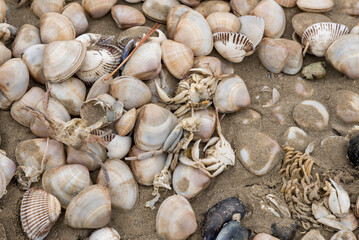 Shells and dead crabs on the shore