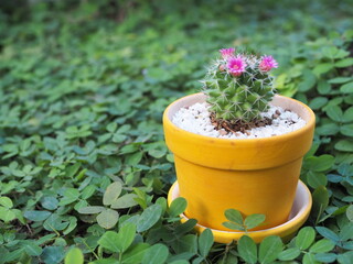 The cactus in the pot is placed on the beautiful green grass. Beautiful cactus flowers.