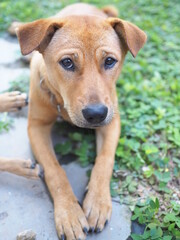 Brown traditional thai dog.Pity-faced dog.