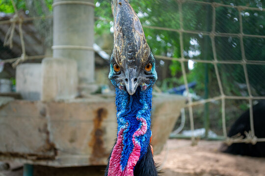 Pattaya, Thailand - January 18, 2019: Cassowary in a zoo in Million Years Stone Park