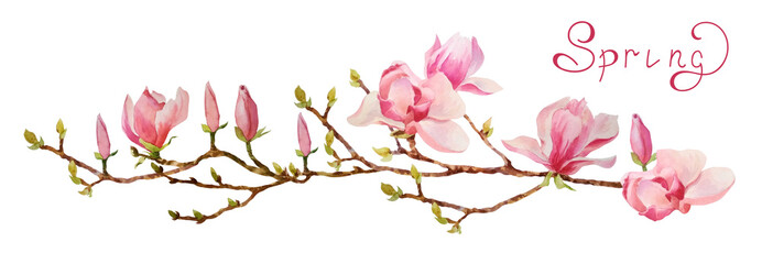 Obraz na płótnie Canvas An elegant watercolor blooming magnolia branch. Delicate pink flowers and magnolia buds are hand-painted on a white background. Spring. Summer.
