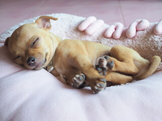 The light brown Chihuahua dog is sleeping peacefully.