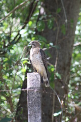  hawk standing on a branch