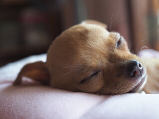 The light brown Chihuahua dog is sleeping peacefully.