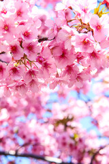 Naklejka premium さくら 桜 ピンク 淡い パステル 鮮やか 可憐 美しい 春 きれい 落ち着いた