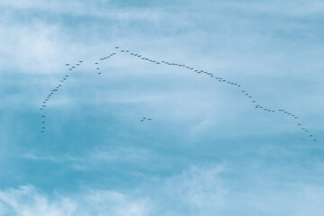 Bird flight v-shaped high in the sky.