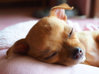 The light brown Chihuahua dog is sleeping peacefully.
