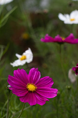 Fototapeta premium cosmos flower