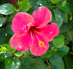 hibiscus flower on a green background.