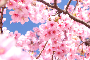 Fototapeta na wymiar さくら 桜 ピンク 淡い パステル 鮮やか 可憐 入学 卒業 サクラ 花びら 花見