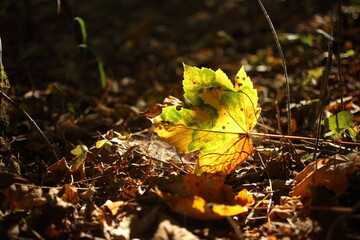 Yellow maple leaves on the sun and blurred trees . Fall background.