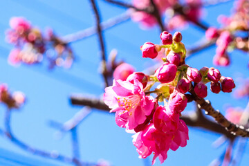 Fototapeta na wymiar さくら 桜 ピンク 淡い 花見 綺麗 満開 春 花びら 入学 卒業 穏やか 新生活 入学 