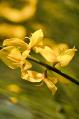 soft focus on details of yellow flowers