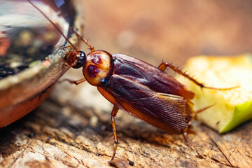 Cockroach with long whiskers or beetle insect insect close-up. Grieg's head with eyes. Macro.