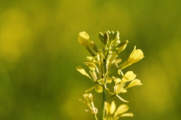 stem of yellow flowers in nature on defocused background