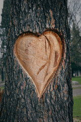 Big heart carved on the bark of a dead tree.
Monument to the love for trees and nature.
Romantic...