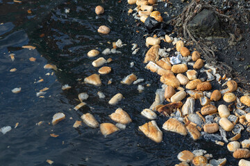 food waste background photo. breads on the sea.