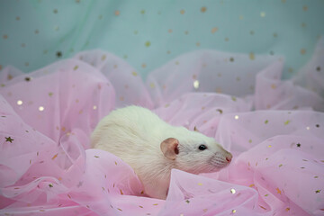 A small cute white decorative rat sits among the folds of mint and pink light and airy fabric with sequins. A funny animal. Rodent close-up. Pink and mint background