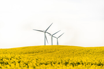 wind turbines in field