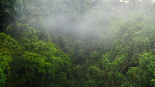 A beautiful flight on a drone in a gorge of a river surrounded by jungle with a light fog and a flight to palm trees on the edge of rice terraces