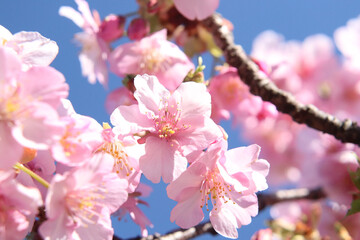 さくら サクラ ピンク 穏やか 桜 花びら 花見 淡い パステル 入学 卒業 