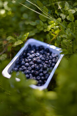 a box of fresh blueberries in the nature. Vaccinium myrtillus fuits in the wild
