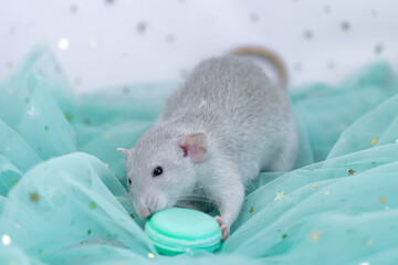 A small cute gray decorative rat sits among folds of mint light and airy fabric with sequins. Funny animal eats macaroon cookies. Rodent close-up. Mint or green background.