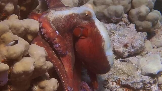 amazing big red octopus runs and hides between colorful corals