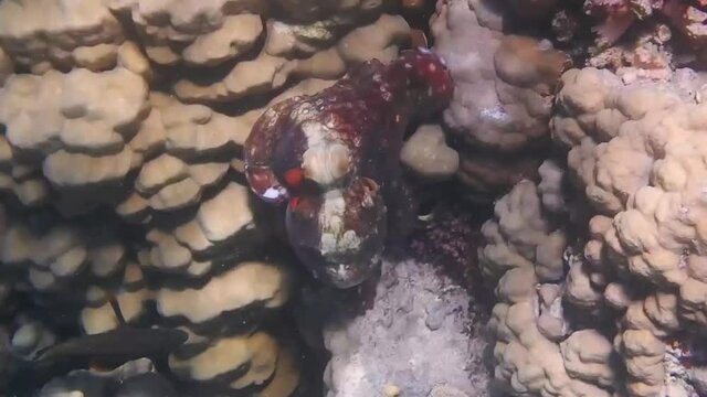 big red octopus runs over wonderful corals while snorkeling in the sea