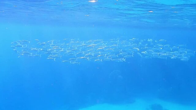 big school of fish big mouth macerel in the blue sea of egypt