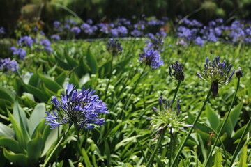 purple flowers in the garden