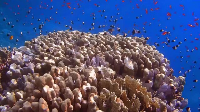 diving over amazing colorful corals and different fishes