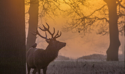 Deer Standing On Field During Sunset