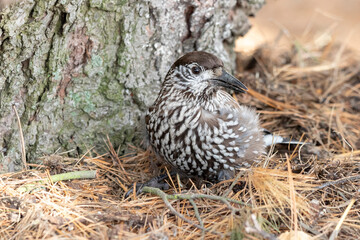 Nutcracker Nucifraga caryocatactes