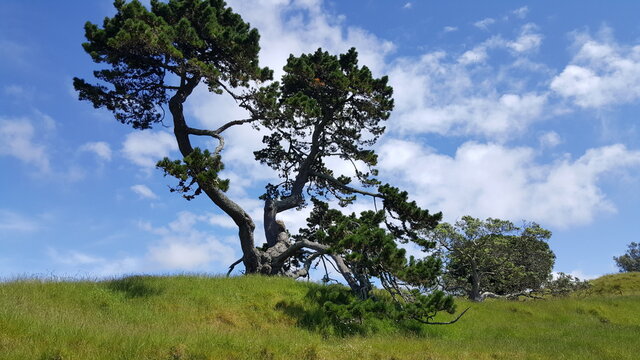 One Tree Hill New Zealand