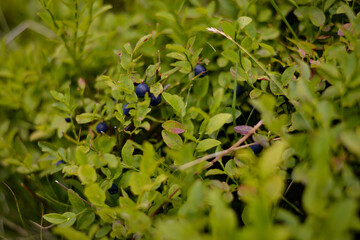 blueberry plant full of fruit. Vaccinium myrtillus tasty natural food found in the mountains at high altitudes