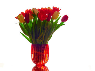 Tulips in a red vase on a pure white background