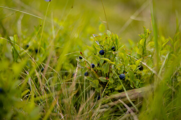 blueberry plant full of fruit. Vaccinium myrtillus tasty natural food found in the mountains at high altitudes